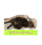 ボコ(猫)の日常(*≧艸≦)（個別スタンプ：10）