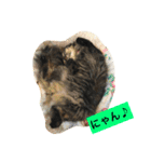 ボコ(猫)の日常(*≧艸≦)（個別スタンプ：11）