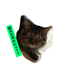 ボコ(猫)の日常(*≧艸≦)（個別スタンプ：12）