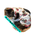 ボコ(猫)の日常(*≧艸≦)（個別スタンプ：13）