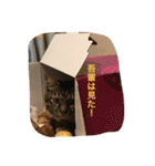 ボコ(猫)の日常(*≧艸≦)（個別スタンプ：16）