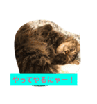 ボコ(猫)の日常(*≧艸≦)（個別スタンプ：17）