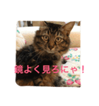 ボコ(猫)の日常(*≧艸≦)（個別スタンプ：19）
