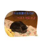 ボコ(猫)の日常(*≧艸≦)（個別スタンプ：23）