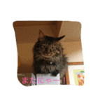 ボコ(猫)の日常(*≧艸≦)（個別スタンプ：24）