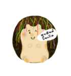 Pet Dwarf hedgehog（個別スタンプ：11）