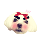 まゆげいぬはなちゃん。（個別スタンプ：3）
