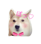 柴犬あずんこ（個別スタンプ：1）