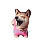 柴犬あずんこ（個別スタンプ：2）