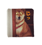 柴犬あずんこ（個別スタンプ：3）