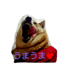 柴犬あずんこ（個別スタンプ：5）