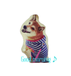 柴犬あずんこ（個別スタンプ：6）