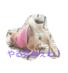 柴犬あずんこ（個別スタンプ：8）