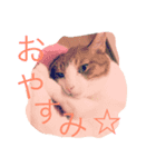 ハチワレーズ（個別スタンプ：6）