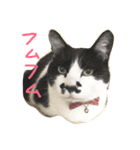 ハチワレーズ（個別スタンプ：7）