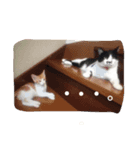 ハチワレーズ（個別スタンプ：8）
