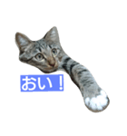 ネコのちょこちゃん テキスト入り（個別スタンプ：2）