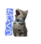 ネコのちょこちゃん テキスト入り（個別スタンプ：4）