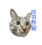 ネコのちょこちゃん テキスト入り（個別スタンプ：6）