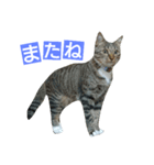 ネコのちょこちゃん テキスト入り（個別スタンプ：7）