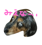 ぺっとたち♡（個別スタンプ：1）