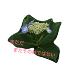 あじさいの声（個別スタンプ：8）