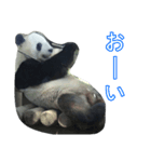 パンダのちゃっぴーくん（個別スタンプ：7）
