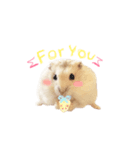 pudding cute hamham（個別スタンプ：1）