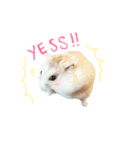pudding cute hamham（個別スタンプ：2）