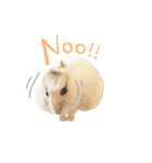 pudding cute hamham（個別スタンプ：3）