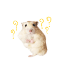 pudding cute hamham（個別スタンプ：4）