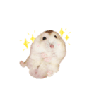pudding cute hamham（個別スタンプ：7）