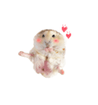 pudding cute hamham（個別スタンプ：8）