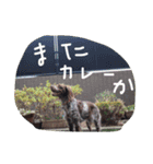 ペコだよ（個別スタンプ：1）
