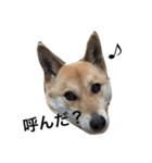 柴犬うめち（個別スタンプ：1）