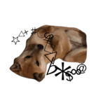柴犬うめち（個別スタンプ：2）