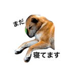 柴犬うめち（個別スタンプ：3）