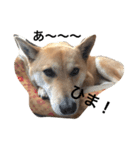 柴犬うめち（個別スタンプ：4）