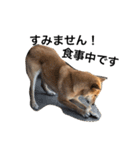 柴犬うめち（個別スタンプ：5）