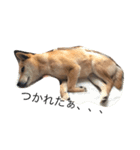 柴犬うめち（個別スタンプ：6）