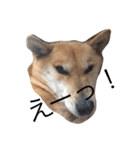 柴犬うめち（個別スタンプ：7）