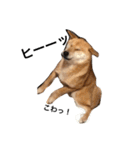 柴犬うめち（個別スタンプ：8）