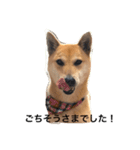 柴犬うめち（個別スタンプ：9）