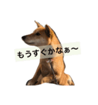 柴犬うめち（個別スタンプ：10）