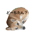 柴犬うめち（個別スタンプ：11）