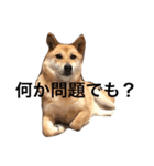 柴犬うめち（個別スタンプ：12）
