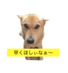 柴犬うめち（個別スタンプ：13）