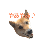 柴犬うめち（個別スタンプ：14）