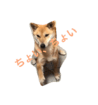 柴犬うめち（個別スタンプ：15）