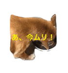 柴犬うめち（個別スタンプ：16）